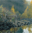 Autumn Gold - 1000 Pieces