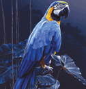 Blue Macaw - 1000 Pieces
