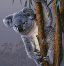 Koala - 500 Pieces